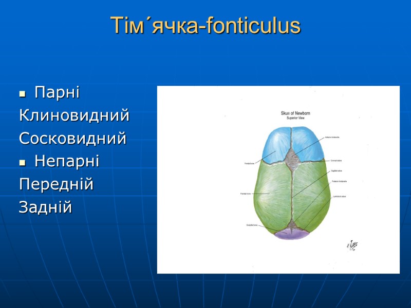 Тім´ячка-fonticulus  Парні Клиновидний  Сосковидний Непарні Передній Задній